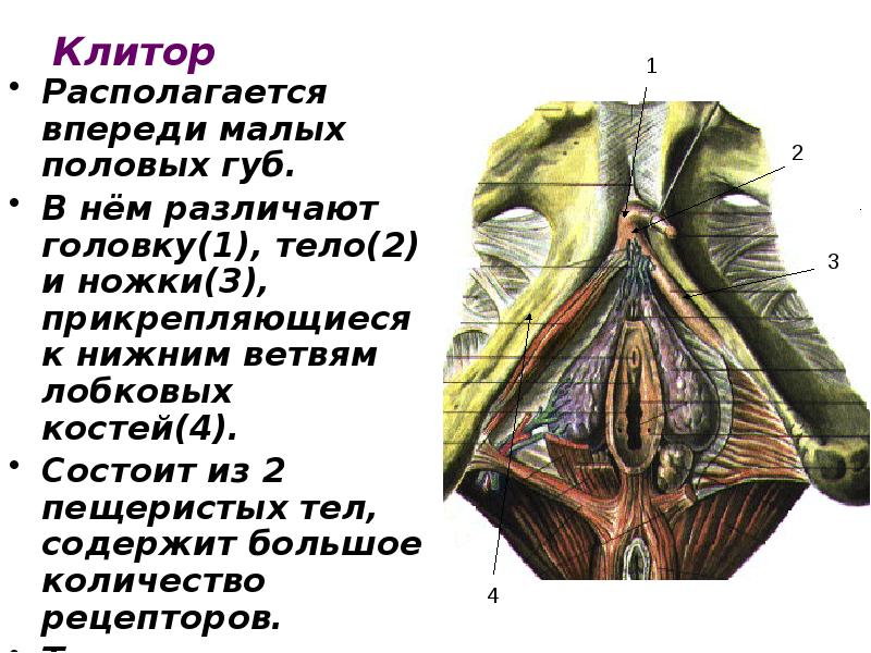 Пещеристое тело полового тела