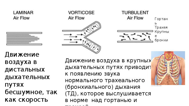 Презентация аускультация легких