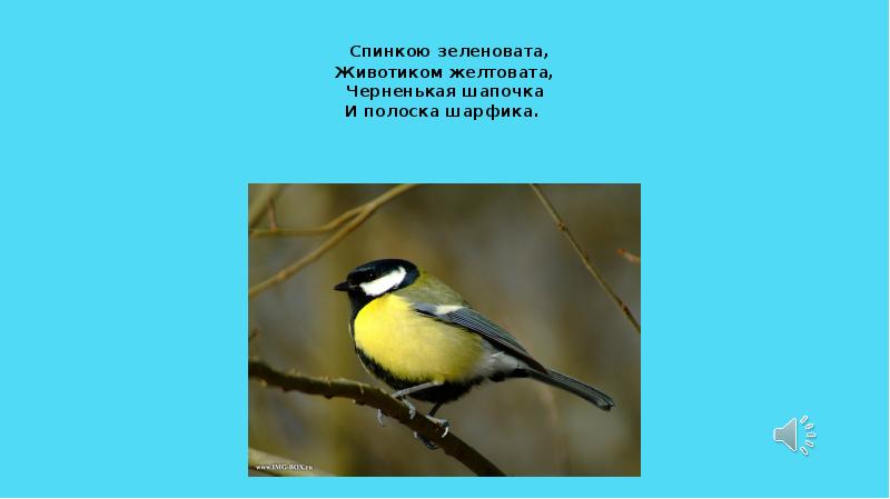 Я весь день ловлю жуков ем букашек червяков зимовать не улетаю под карнизом обитают