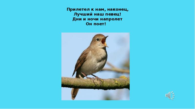 Я весь день ловлю жуков ем букашек червяков зимовать не улетаю под карнизом обитают