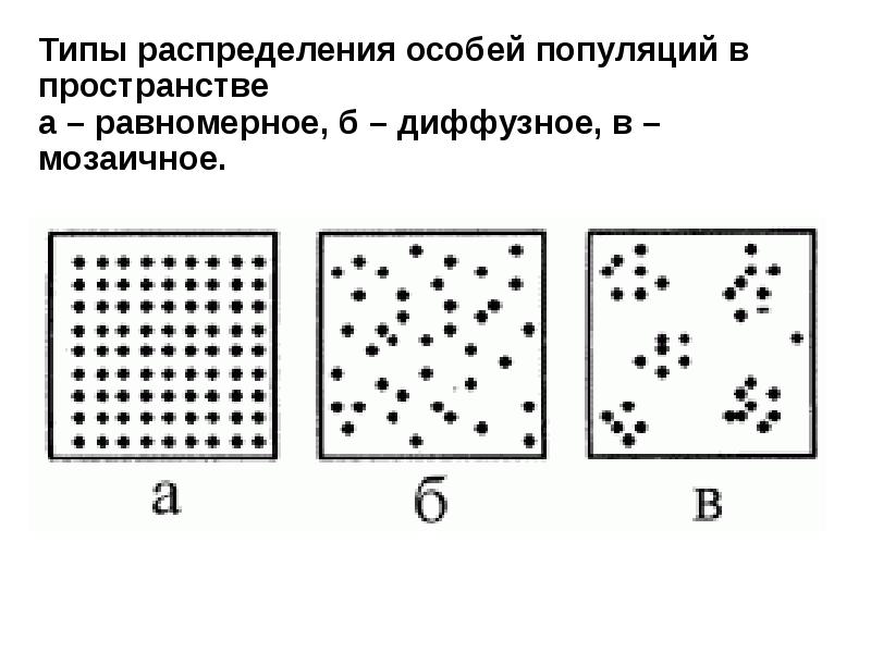 Типы распределения. Диффузный Тип распределения особей. Групповое распределение особей в пространстве. Типы распределений. Тип распределения равномерный и групповой.