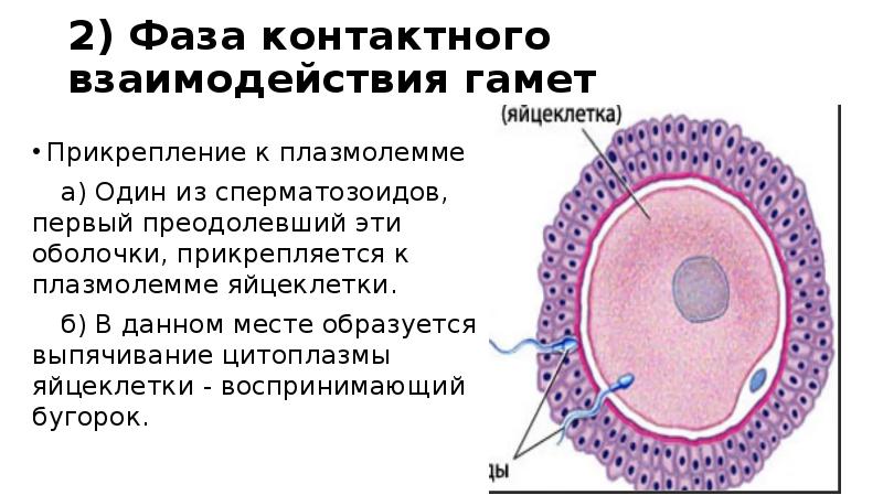 Яйцеклетка млекопитающего