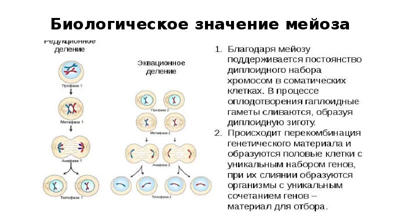 Мейоз биологическое значение. Мейоз стадии биологическая роль. Биологическая роль мейоза. Механизм двух делений мейоза. Роль мейоза в биологии.