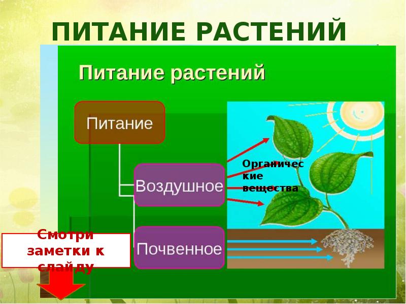 Периоды питания растений