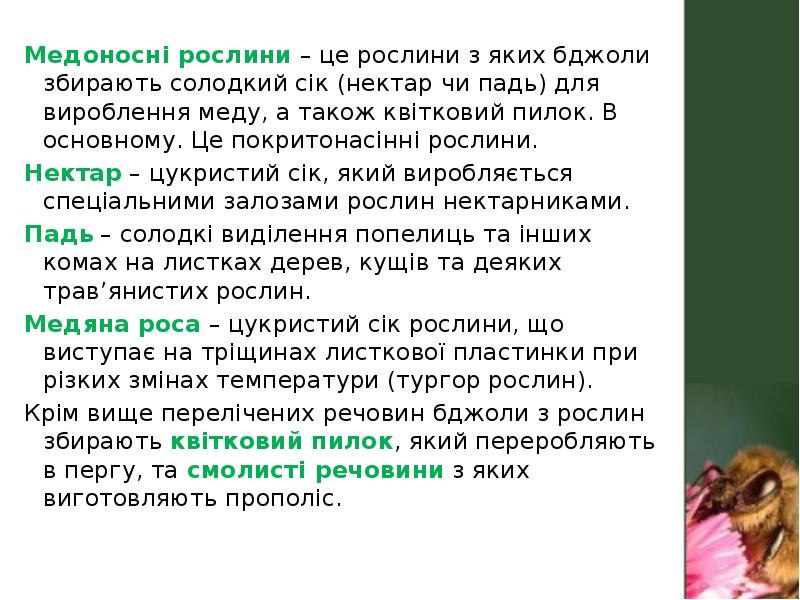 МЕДОНОСНІ РОСЛИНИ