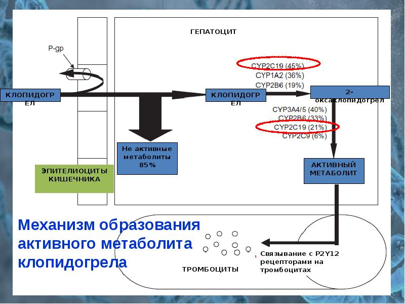 Презентация на тему фармакокинетика и фармакодинамика