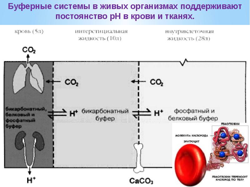 Буферные системы в организме человека проект