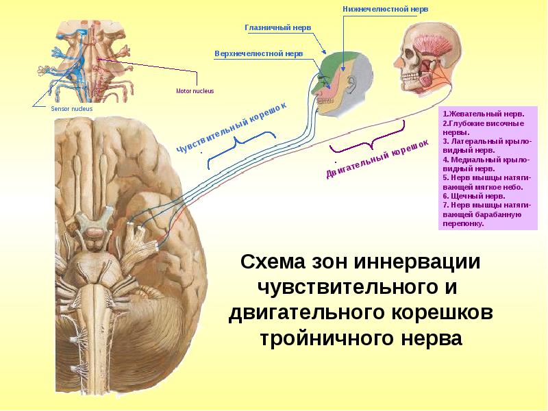 Тройничный нерв неврология презентация