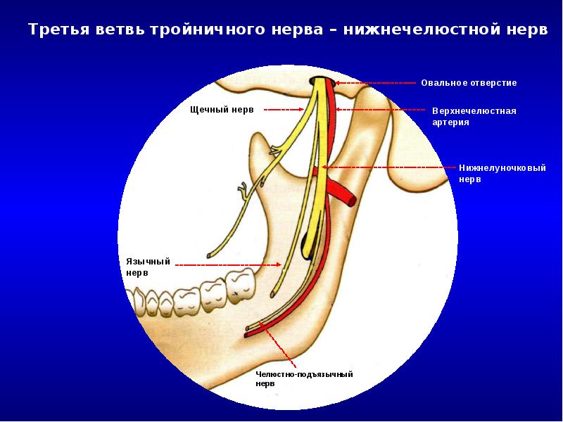 Нервы в челюсти человека схема