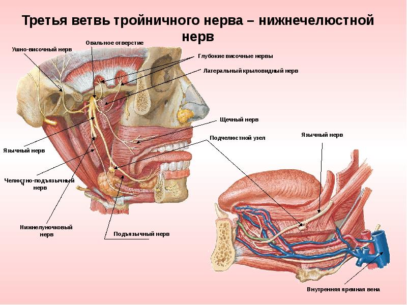 Анатомия челюстно лицевой области презентация