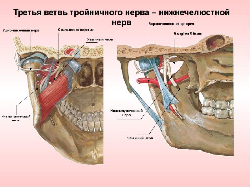 Нервы в челюсти человека схема