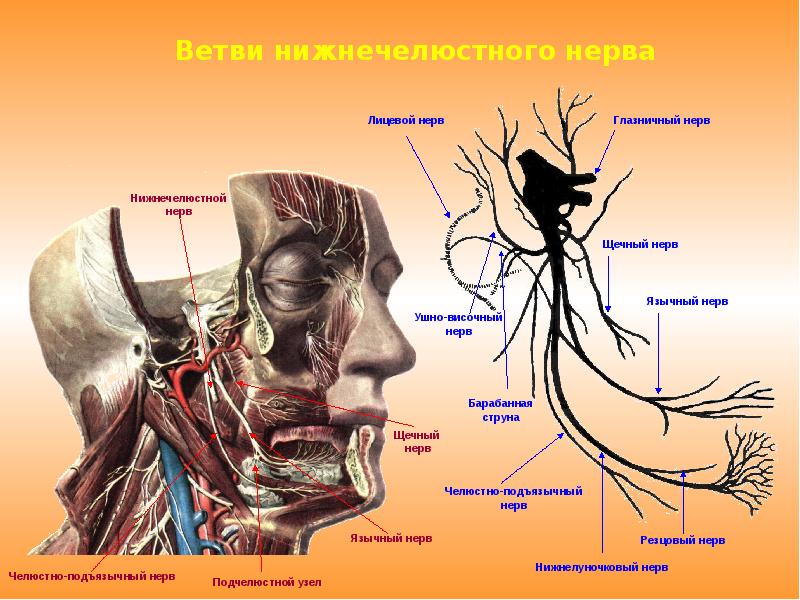 Иннервация нижней челюсти презентация