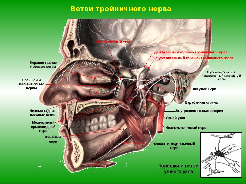 Иннервация нижней челюсти презентация