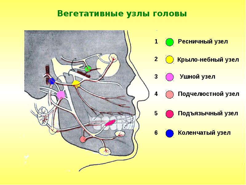 Иннервация нижней челюсти презентация