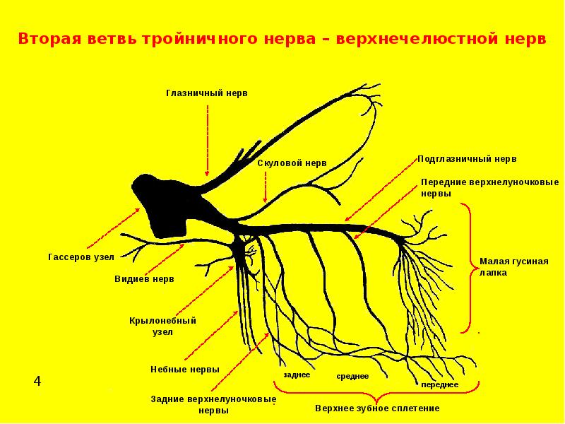 Схема зубных нервов