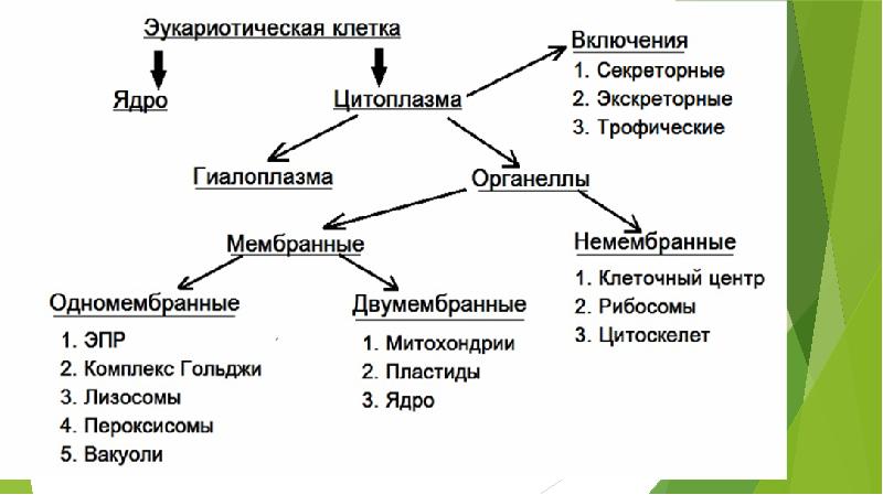 Клеточная теория шванна и шлейдена презентация