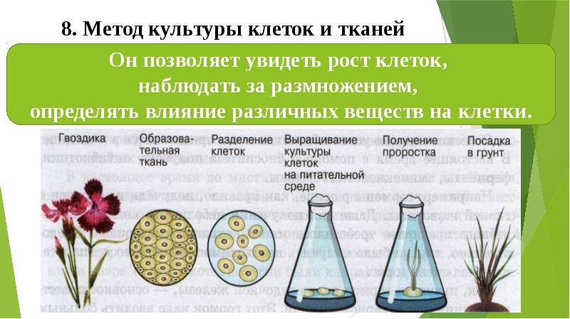 Клеточная теория проект