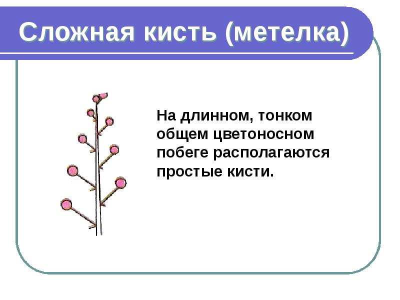 Соцветие кисть. Соцветие кисть и метелка. Сложная кисть. Метелка или сложная кисть. Сложная кисть метелка схема.