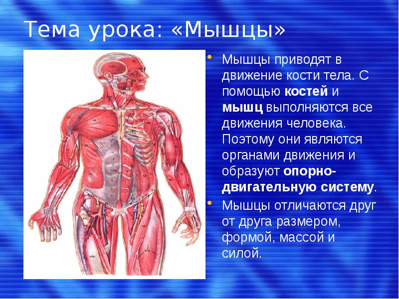 Проект на тему мышцы