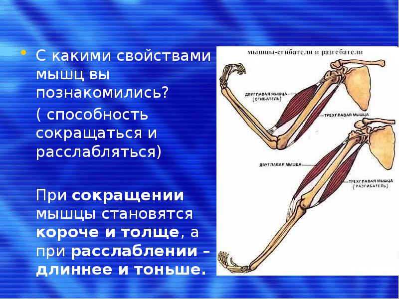 Практическая работа мышцы. При сокращении мышцы становятся. Как называется процесс при котором мышца становится длиннее и тоньше. Мышцы способны сокращаться. При расслаблении мышца становится.