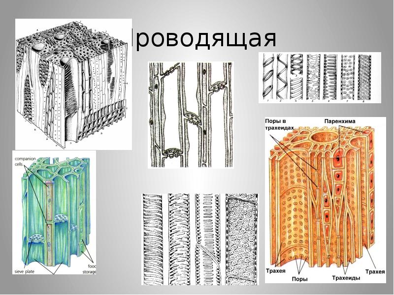 Проводящая ткань фото