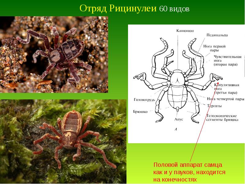 Класс паукообразные 7 класс