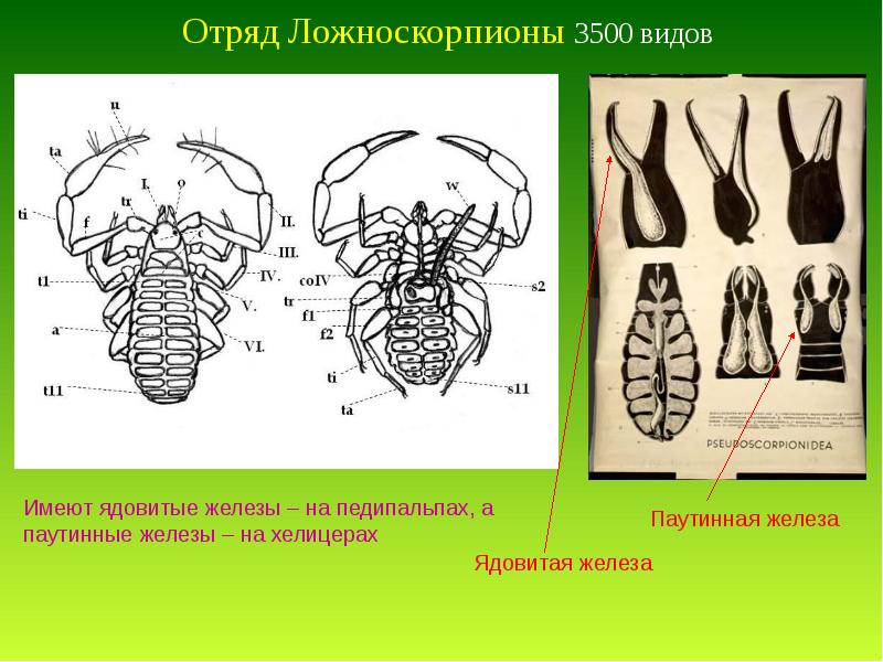 Класс паукообразные презентация пименов