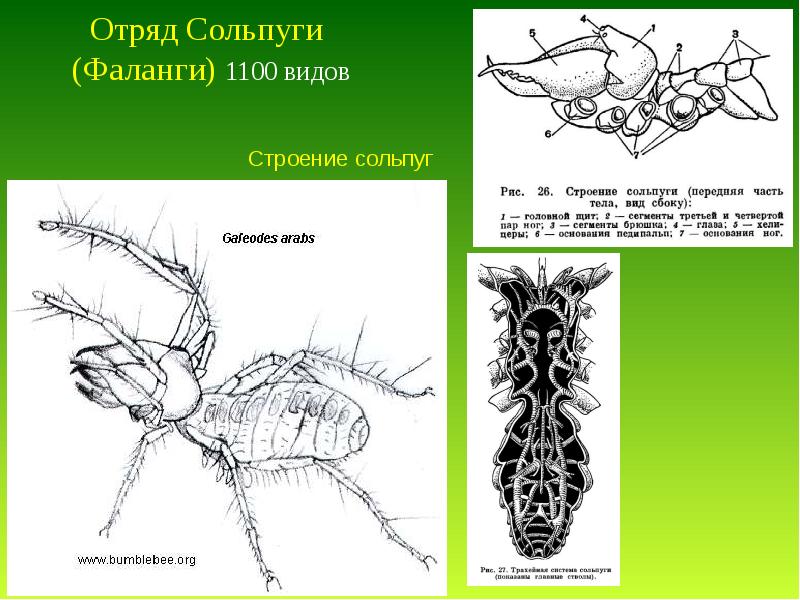 У паукообразных две пары усиков