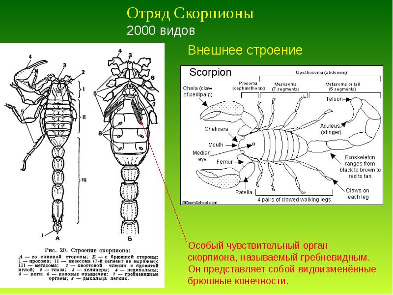 Строение скорпиона рисунок