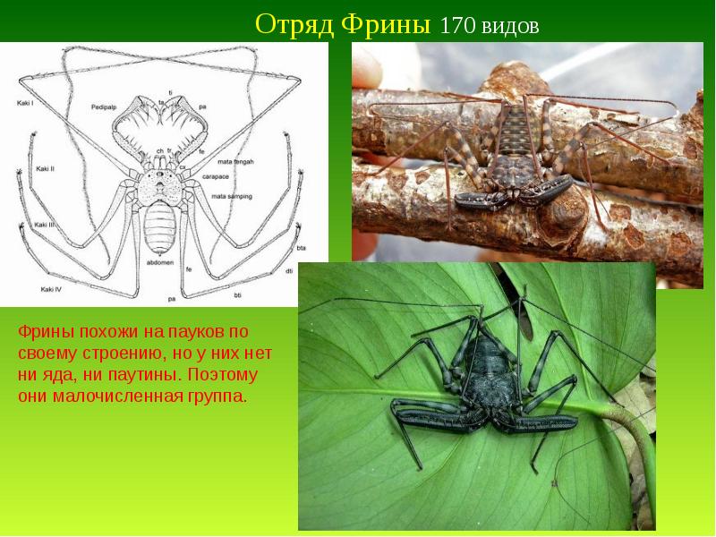 Класс паукообразные презентация пименов