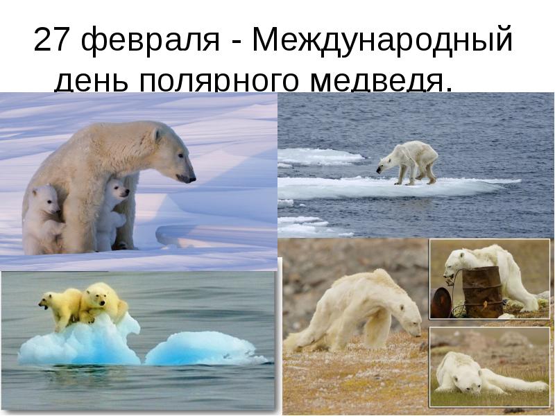 День белого медведя