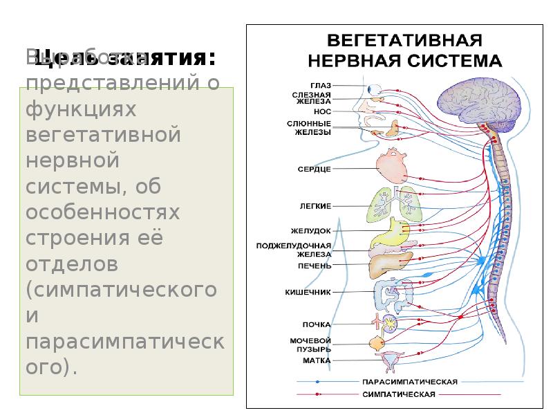 Общий план строения вегетативной нервной системы физиология