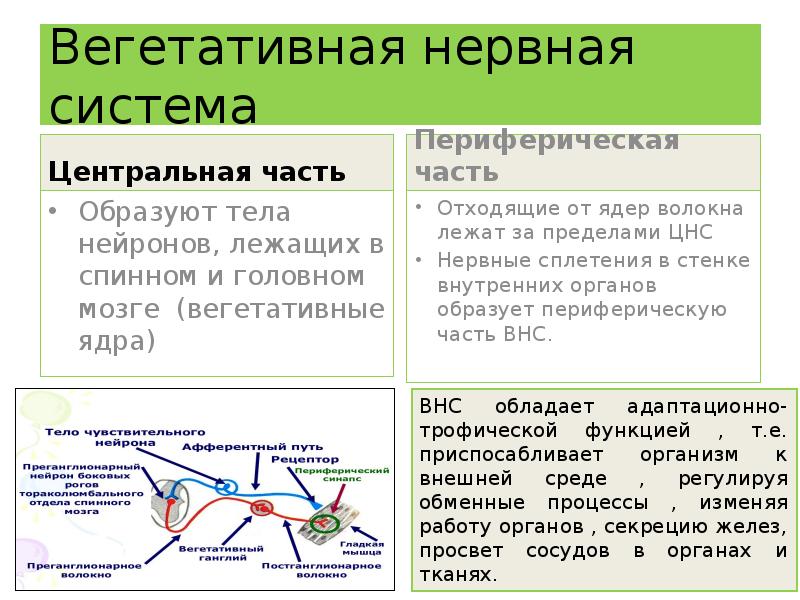 Вегетативная система презентация