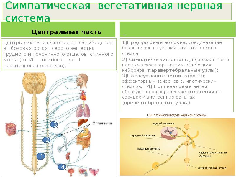 Нервы симпатического отдела. Центры вегетативной нервной системы симпатическая нервная система. Центральный отдел вегетативной симпатической нервной системы. Центры симпатического отдела вегетативной нервной системы. Отделы вегетативной нервной системы строение.