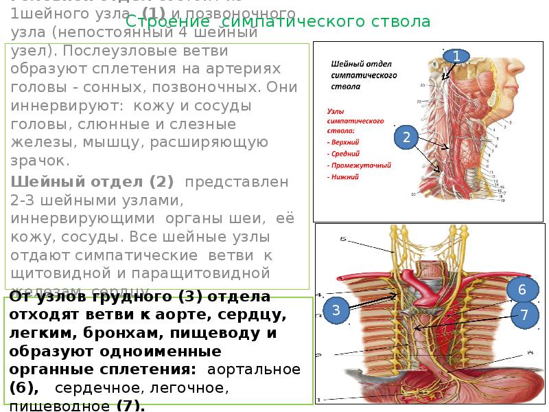 Нервные узлы сплетения. Узлы шейного отдела симпатического ствола. Шейное сплетение симпатического ствола. . Шейный отдел симпатического ствола, узлы, нервы. Симпатический ствол анатомия шейный отдел.