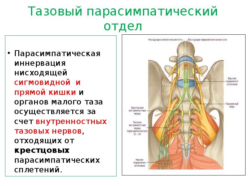 Большой внутренностный нерв. Малый внутренностный нерв иннервирует. Большой и малый внутренностные нервы иннервируют.