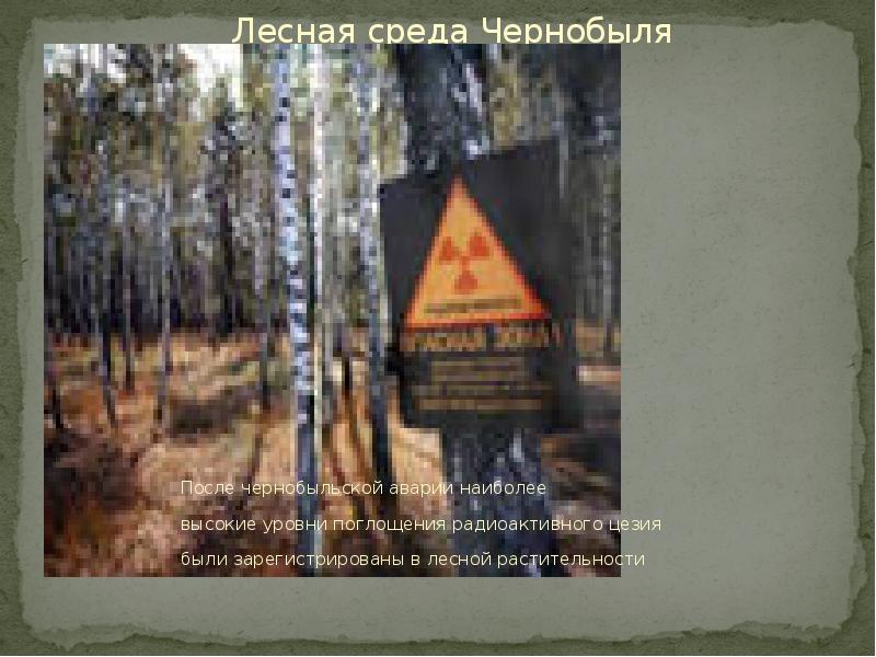 Лесная среда Чернобыля После чернобыльской аварии наиболее высокие уровни поглощения радиоактивного