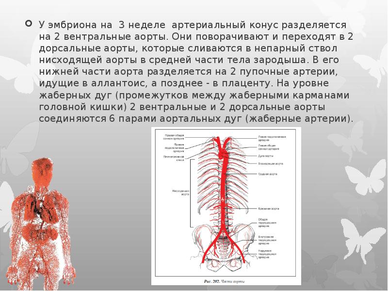 Ствол дуги аорты