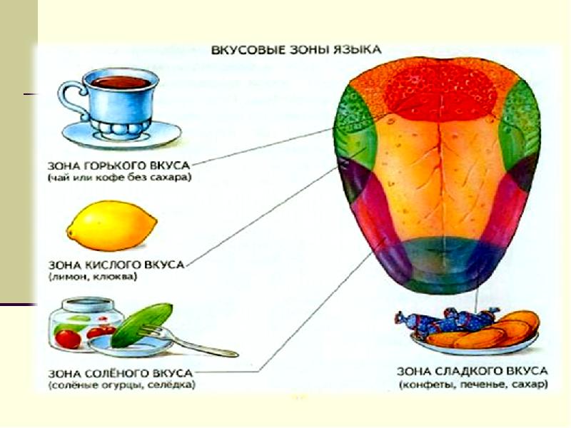 Какими цифрами на рисунке обозначены зоны языка которые воспринимают сладкий и горький вкусы