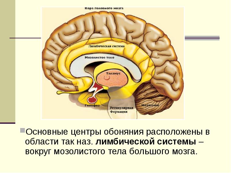 Презентация на тему эмоции по анатомии