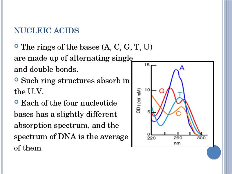 Nucleic acids The rings of the bases (A, C, G, T,