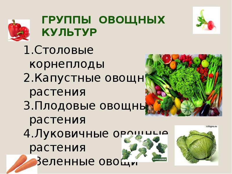 Морковь овощная культура урок