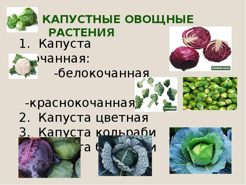 Обработка капустных овощей. Классификация капустных овощей. Характеристика капустных овощей. Перечислите капустные овощи. Капустные овощи Товароведение.