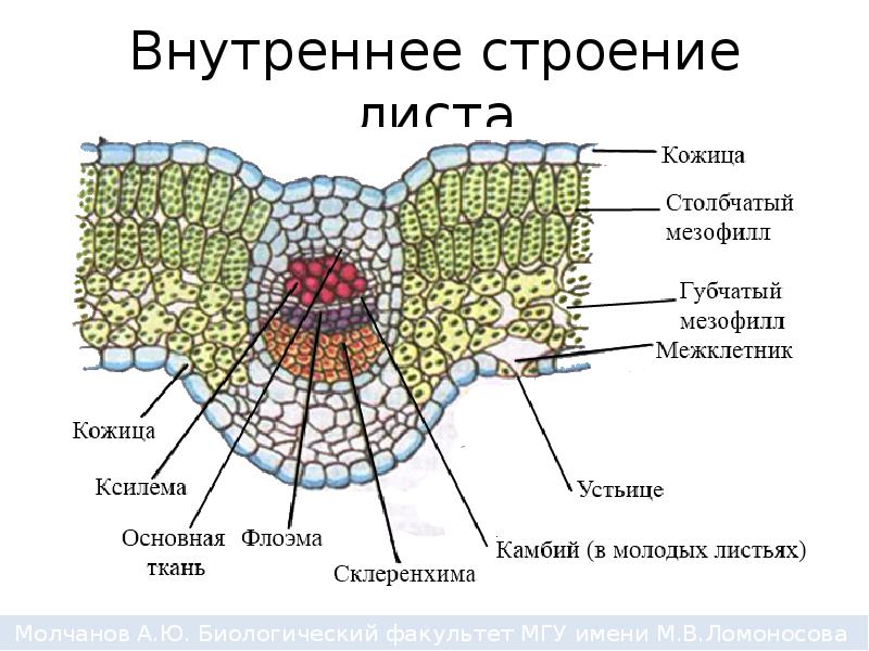 Строение Листа Фото
