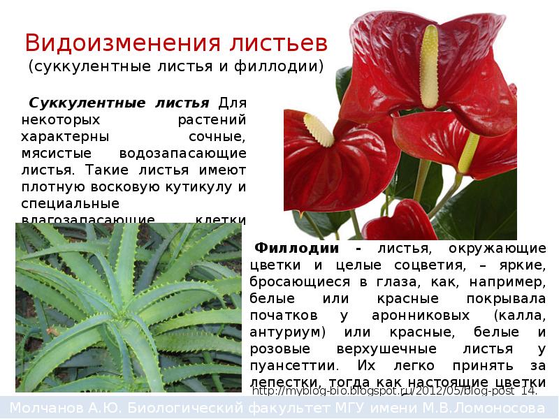 Примеры видоизмененных листьев и их функции Видоизменение листьев и их значение