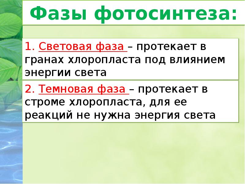 Световая фаза фотосинтеза протекает. Световая фаза в Гранах хлоропласта. Темновая фаза в строме хлоропласта. Световая стадия фотосинтеза протекает.