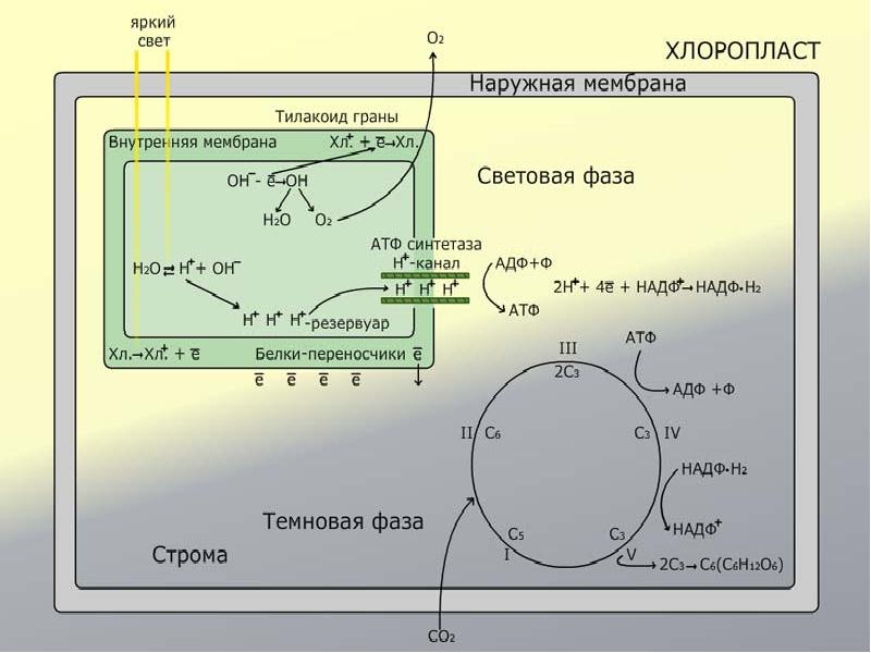 Фотосинтез темновая фаза схема