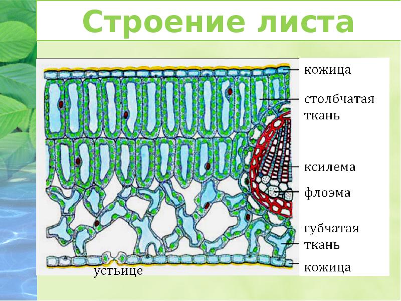 Рисунок ткань столбчатая