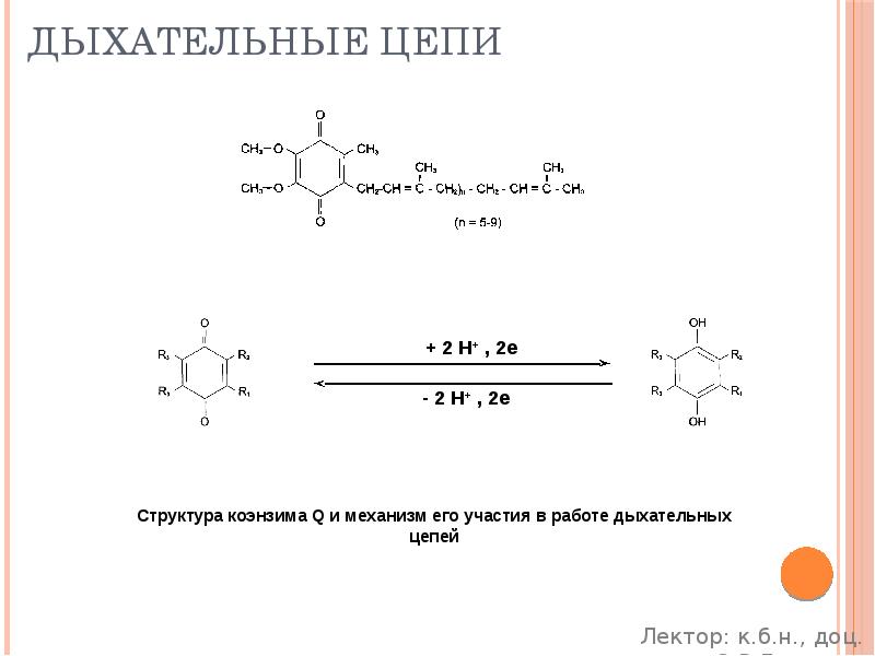 Дыхательные цепи