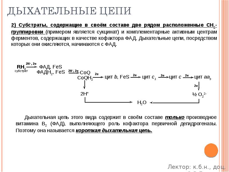 Дыхательные цепи